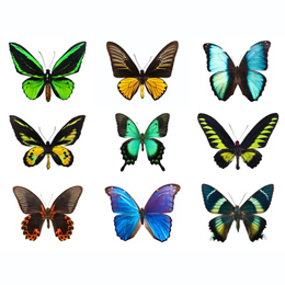 
Stamps





with the theme Butterflies




'